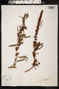 Rumex palustris image