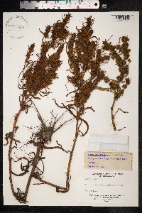 Rumex palustris image
