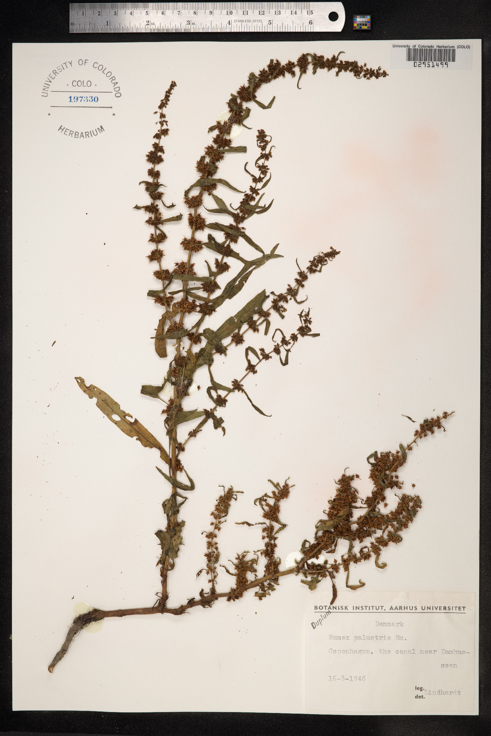 Rumex palustris image