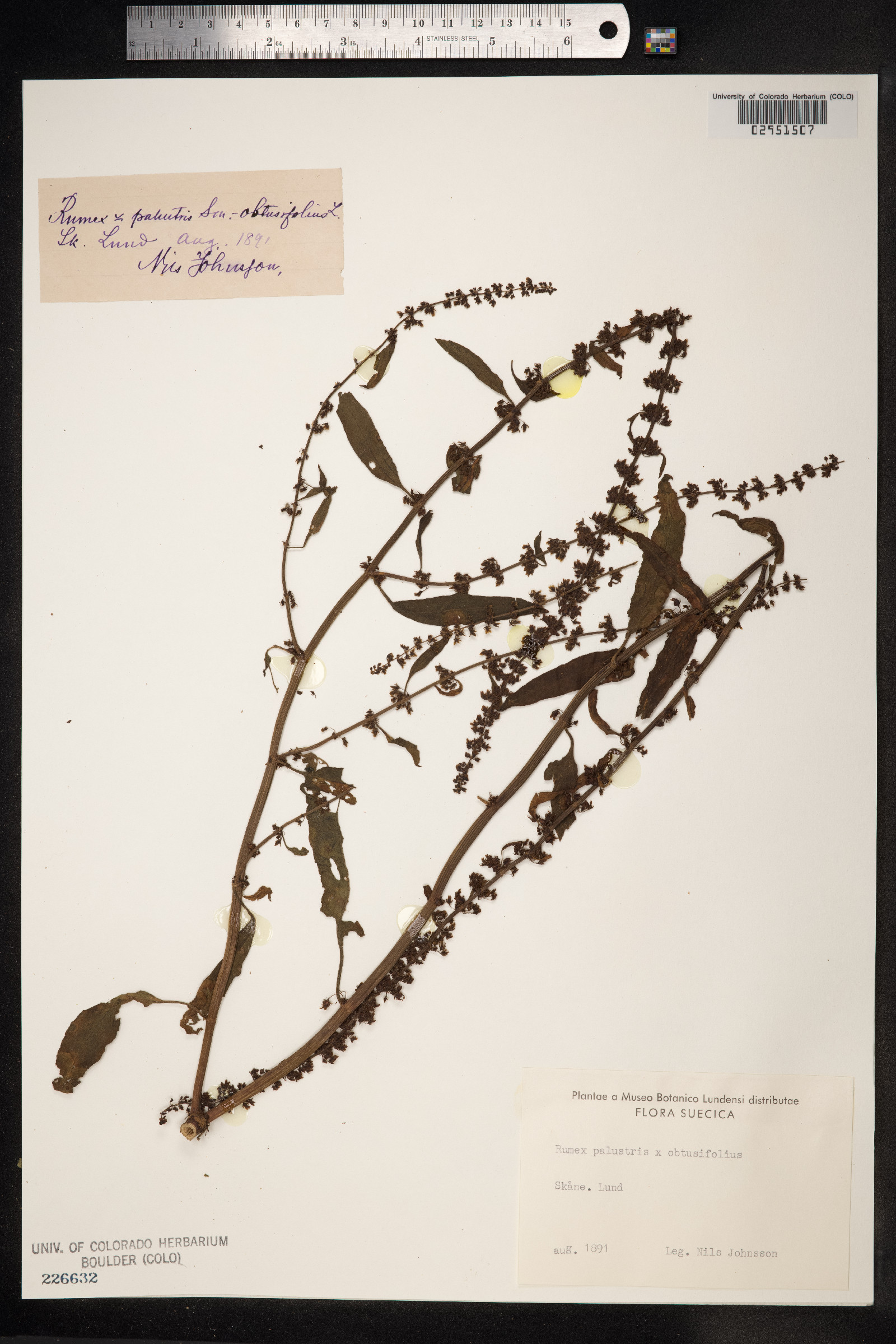 Rumex palustris image