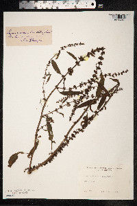 Rumex palustris image