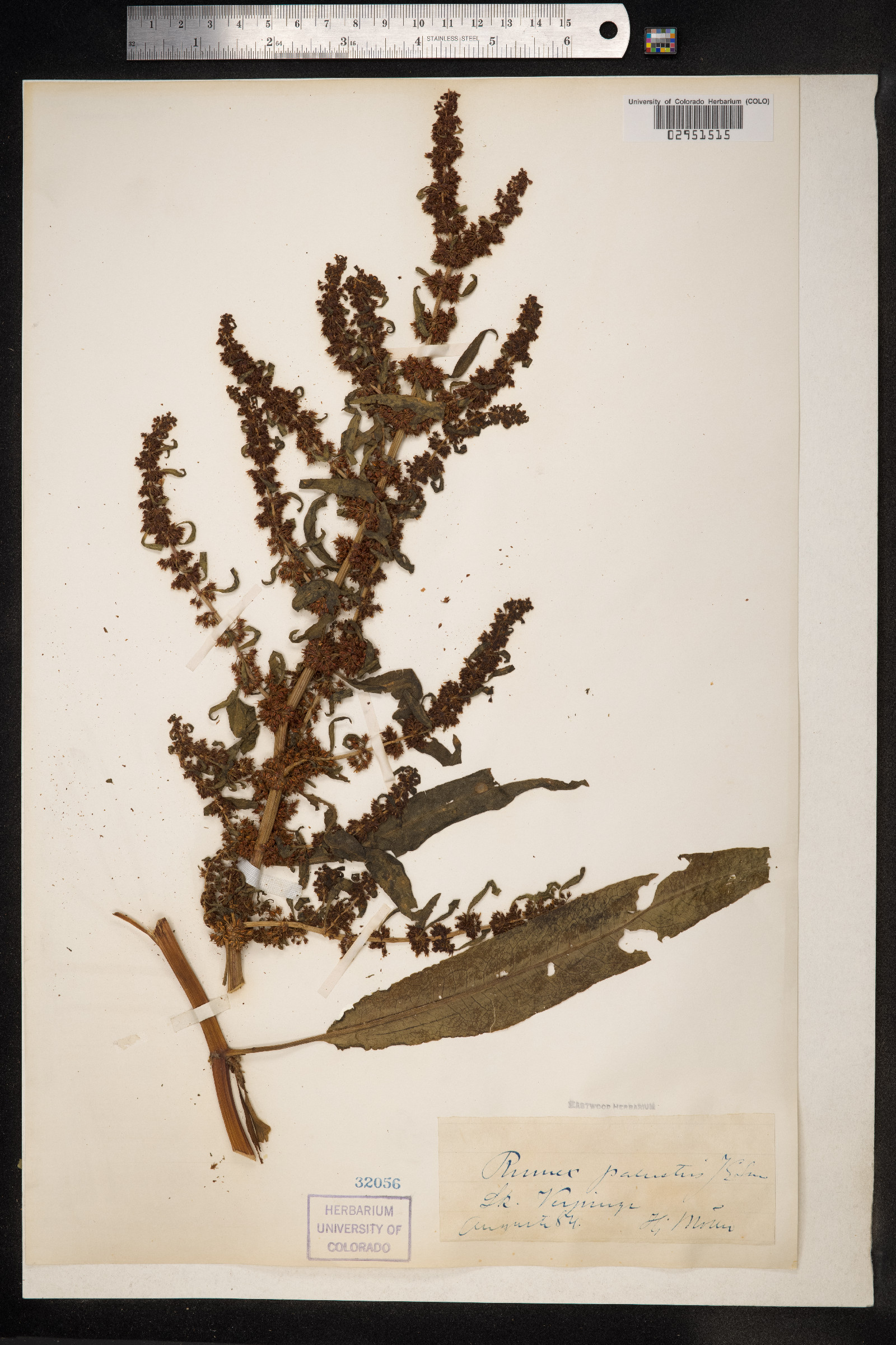 Rumex palustris image