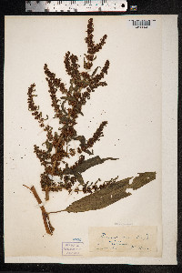 Rumex palustris image