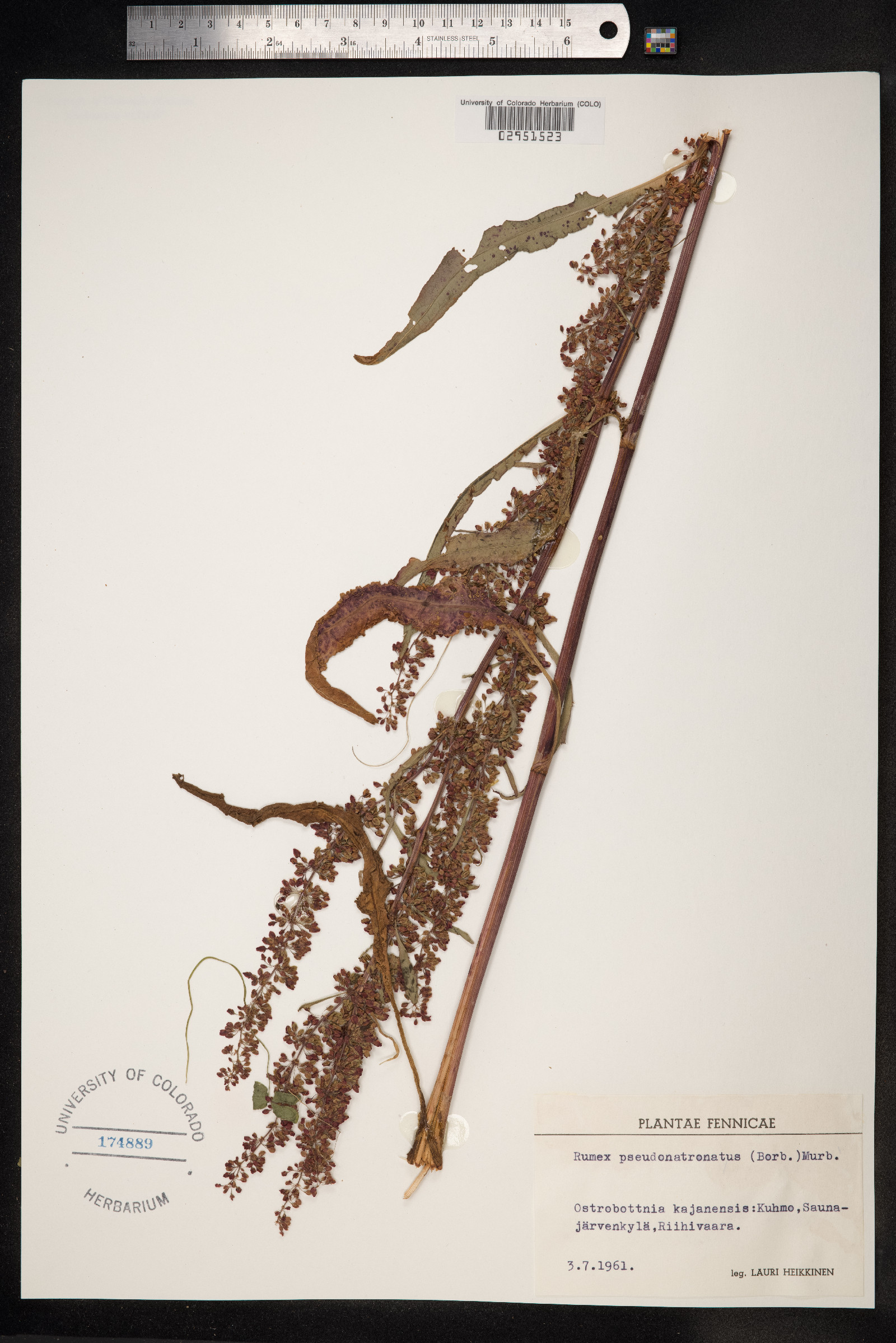 Rumex pseudonatronatus image