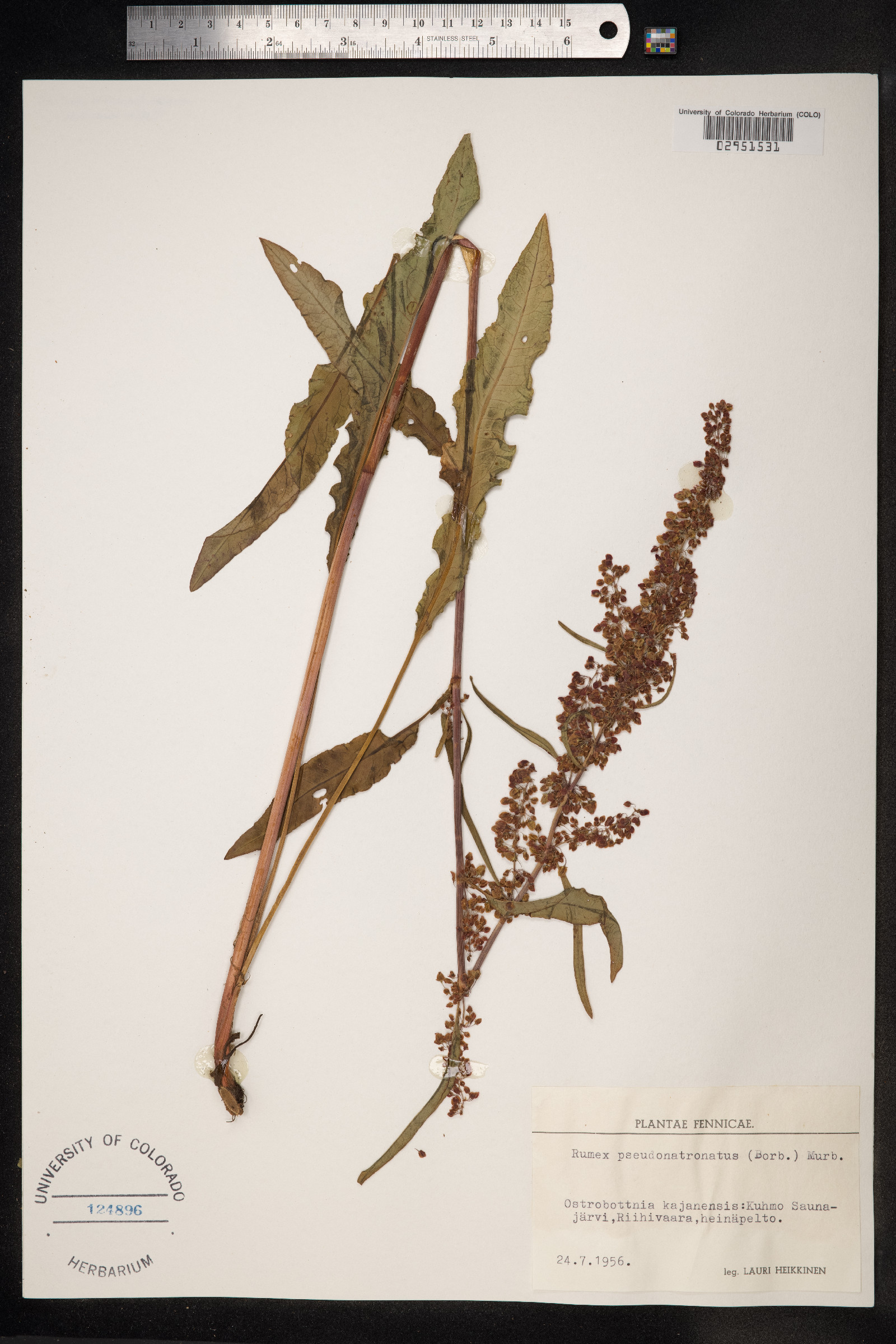 Rumex pseudonatronatus image