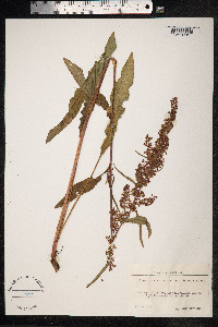 Rumex pseudonatronatus image