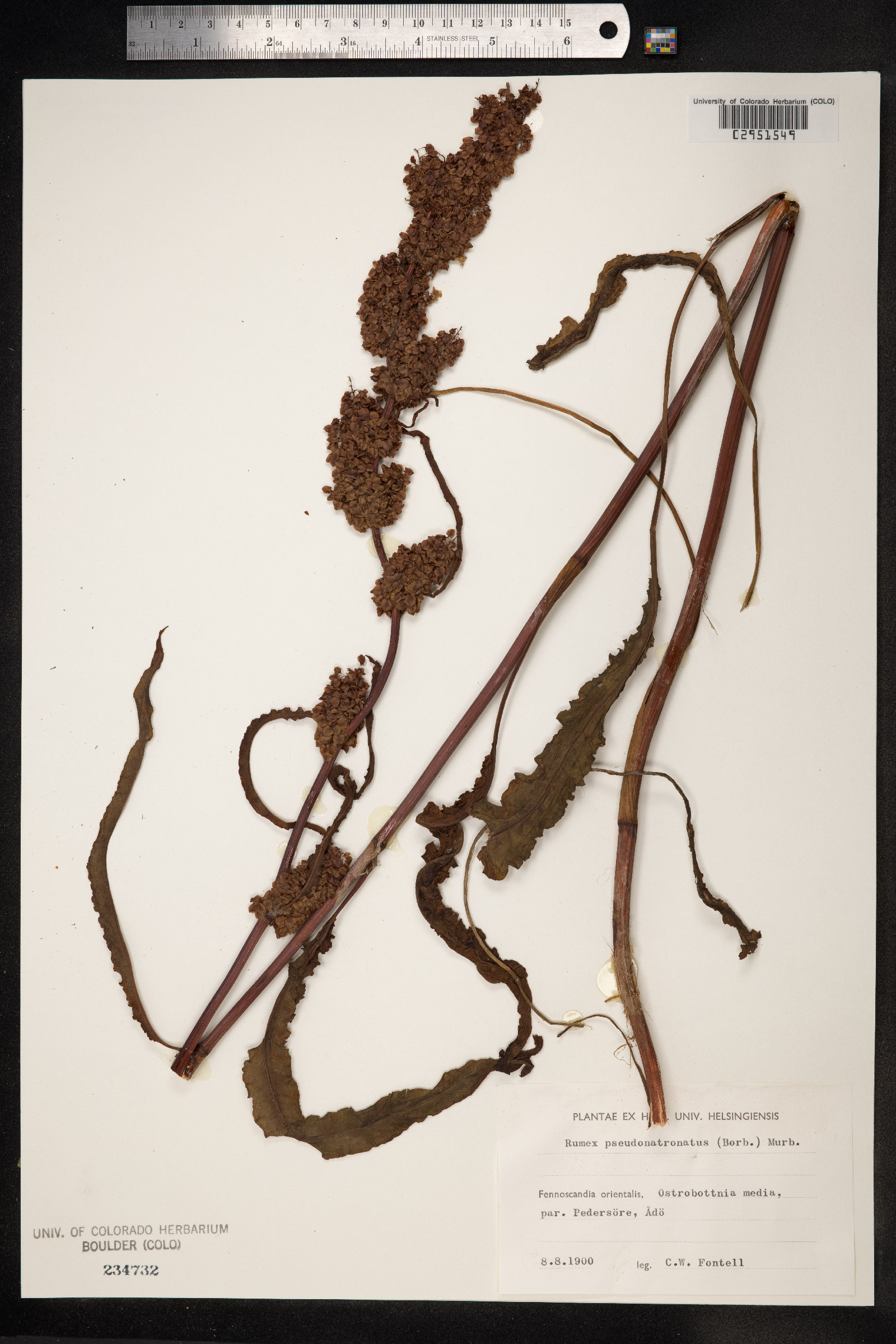 Rumex pseudonatronatus image