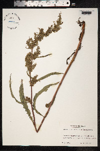 Rumex pseudonatronatus image