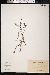 Rumex pulcher image