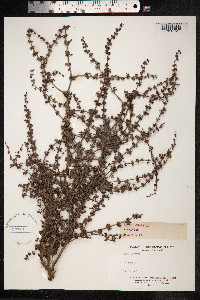 Rumex pulcher image