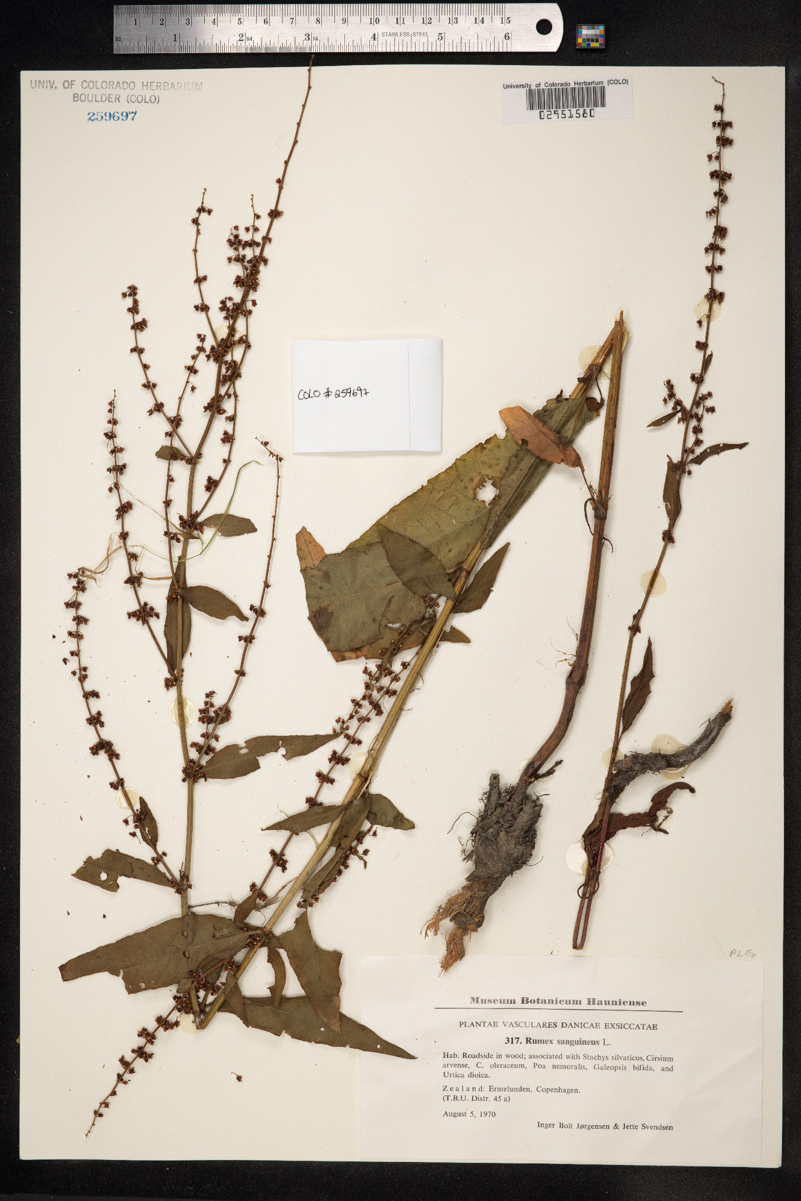 Rumex sanguineus image