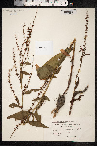 Rumex sanguineus image