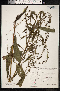 Rumex sanguineus image