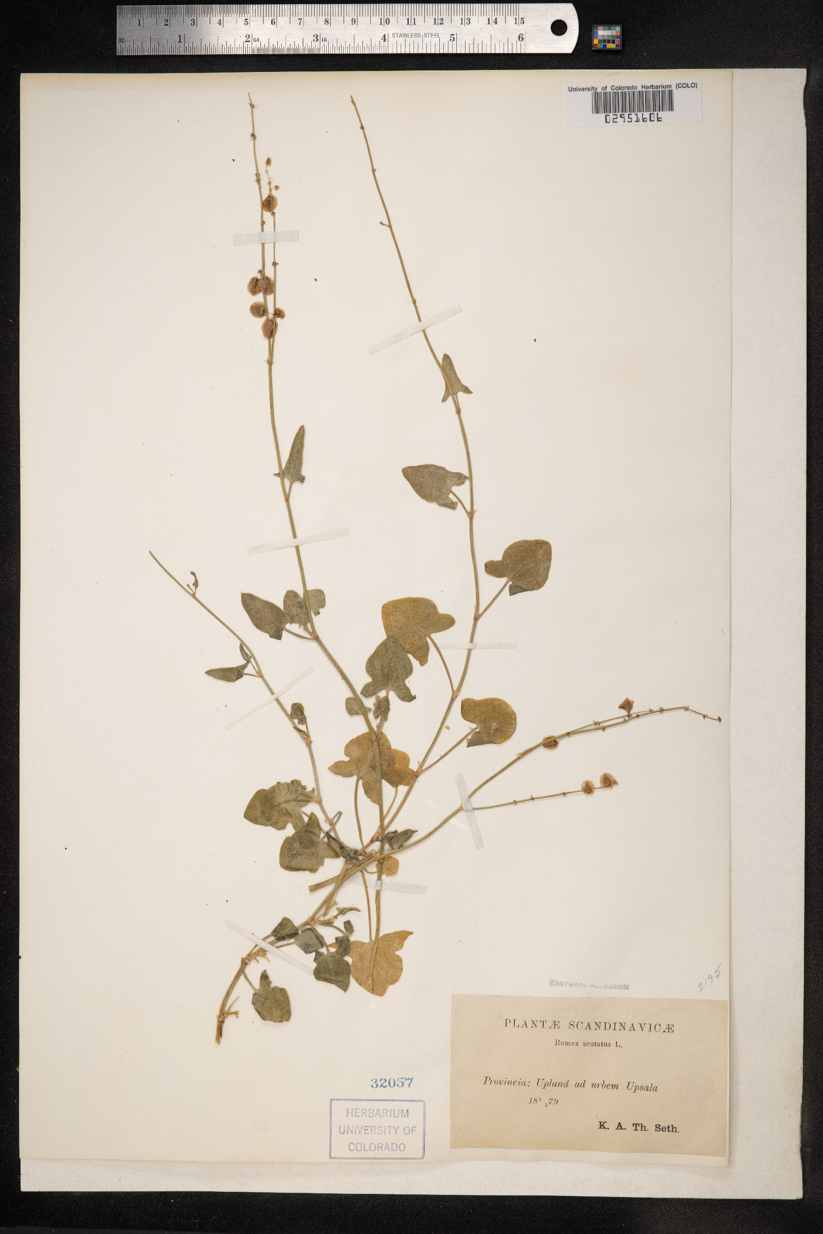 Rumex sanguineus image