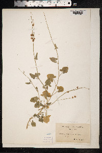 Rumex sanguineus image