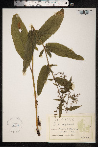 Rumex sanguineus image