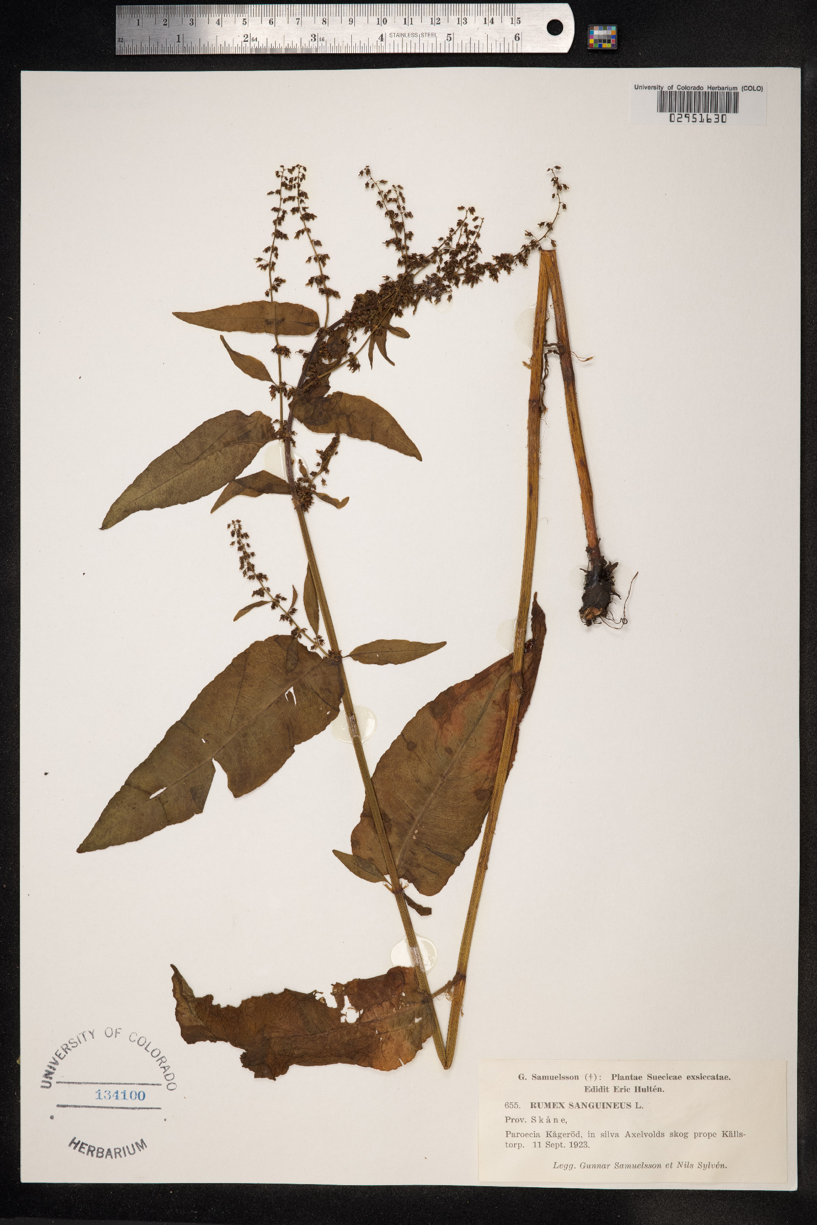 Rumex sanguineus image