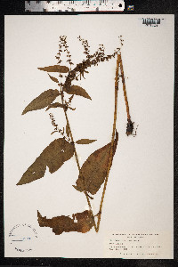 Rumex sanguineus image