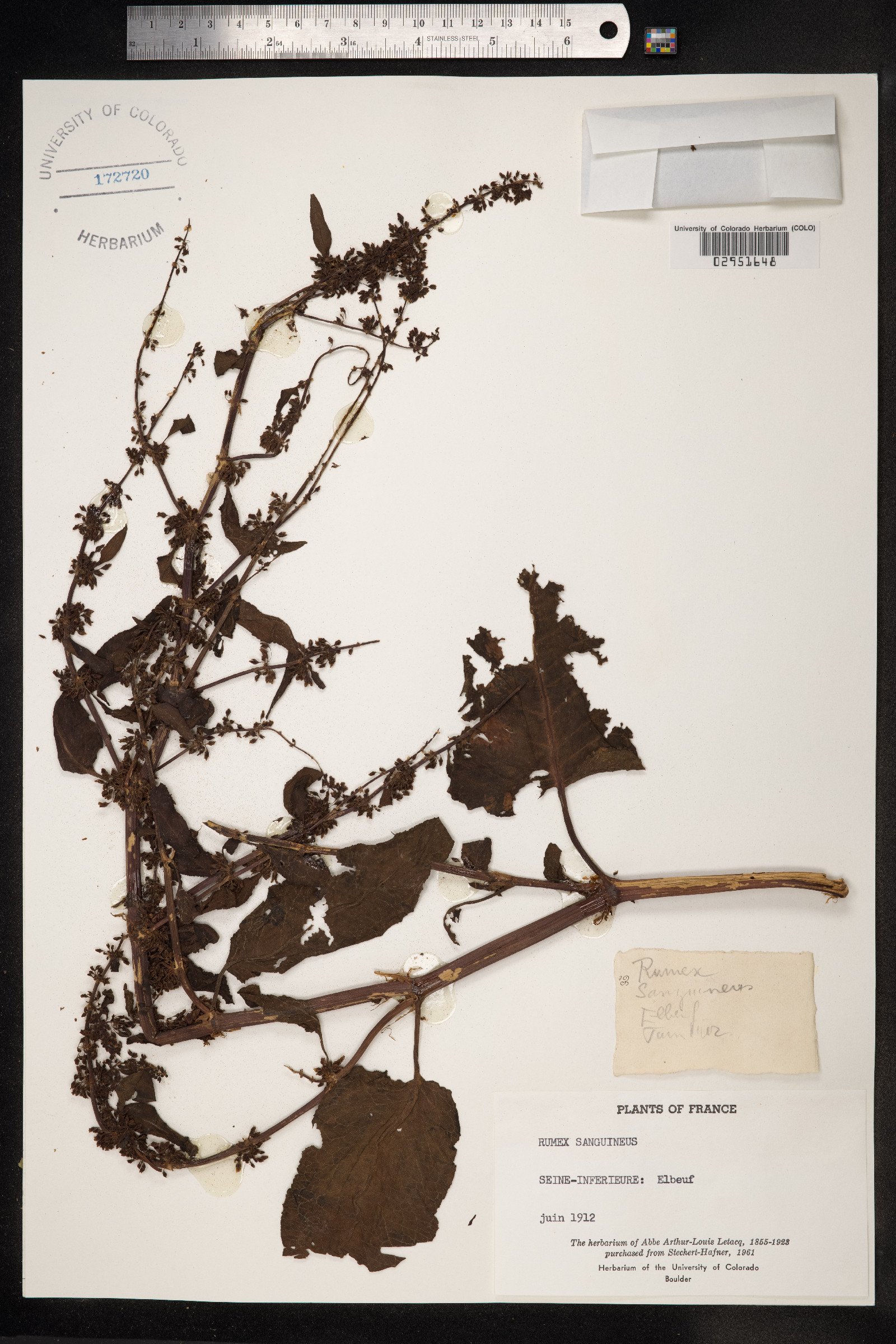 Rumex sanguineus image