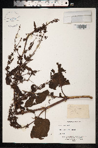 Rumex sanguineus image