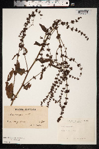 Rumex sanguineus image