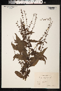 Rumex sanguineus image