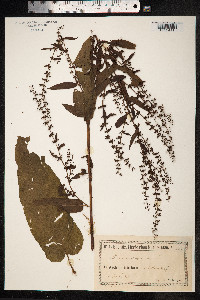 Rumex sanguineus image