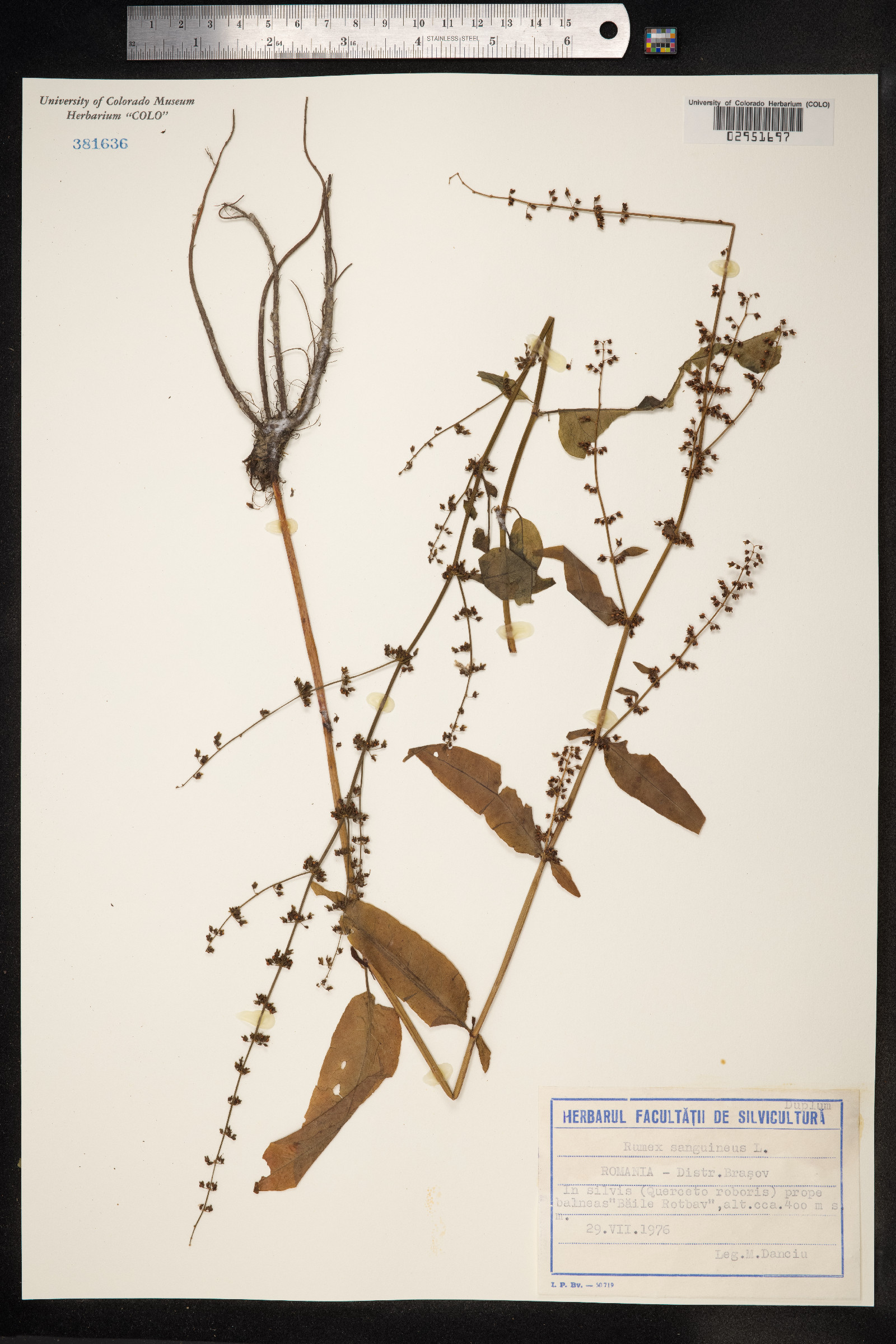 Rumex sanguineus image