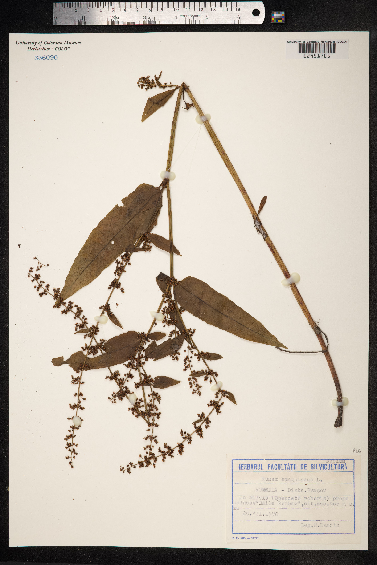 Rumex sanguineus image