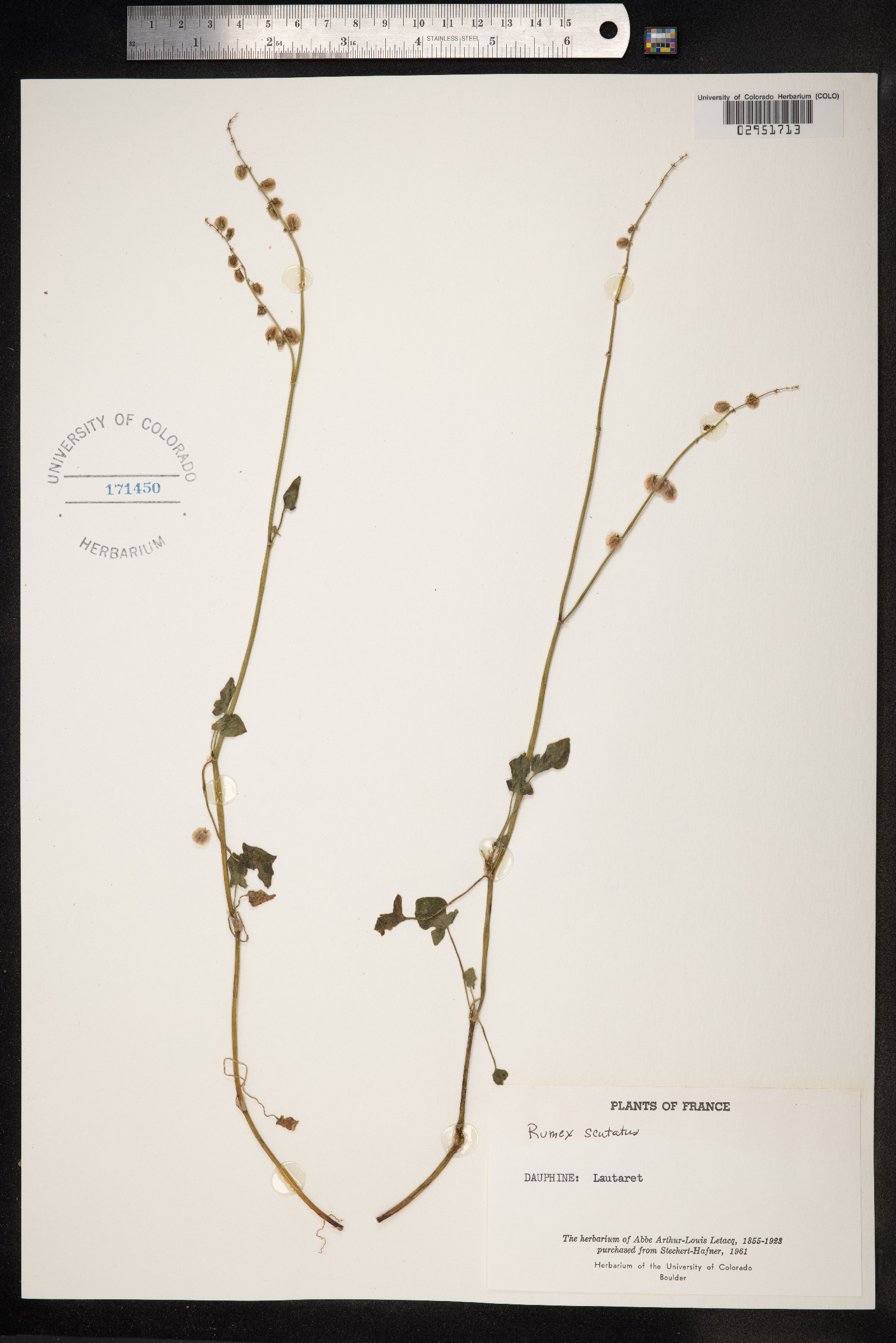 Rumex scutatus image