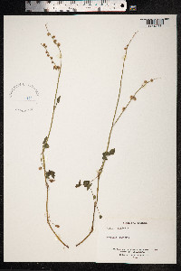 Rumex scutatus image