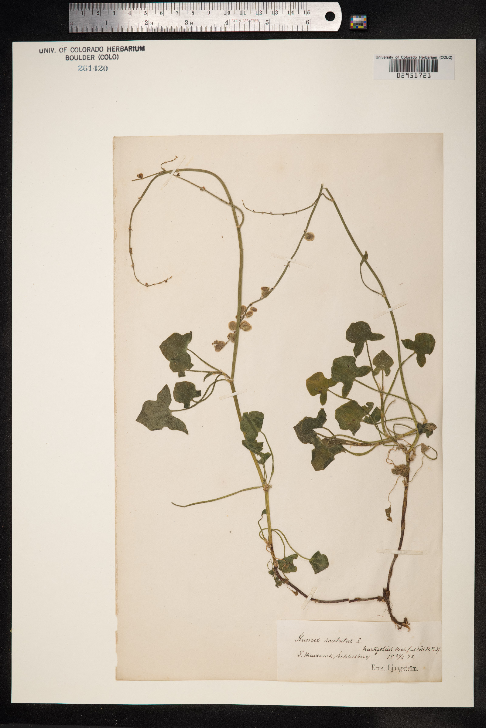 Rumex scutatus image