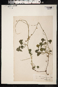 Rumex scutatus image