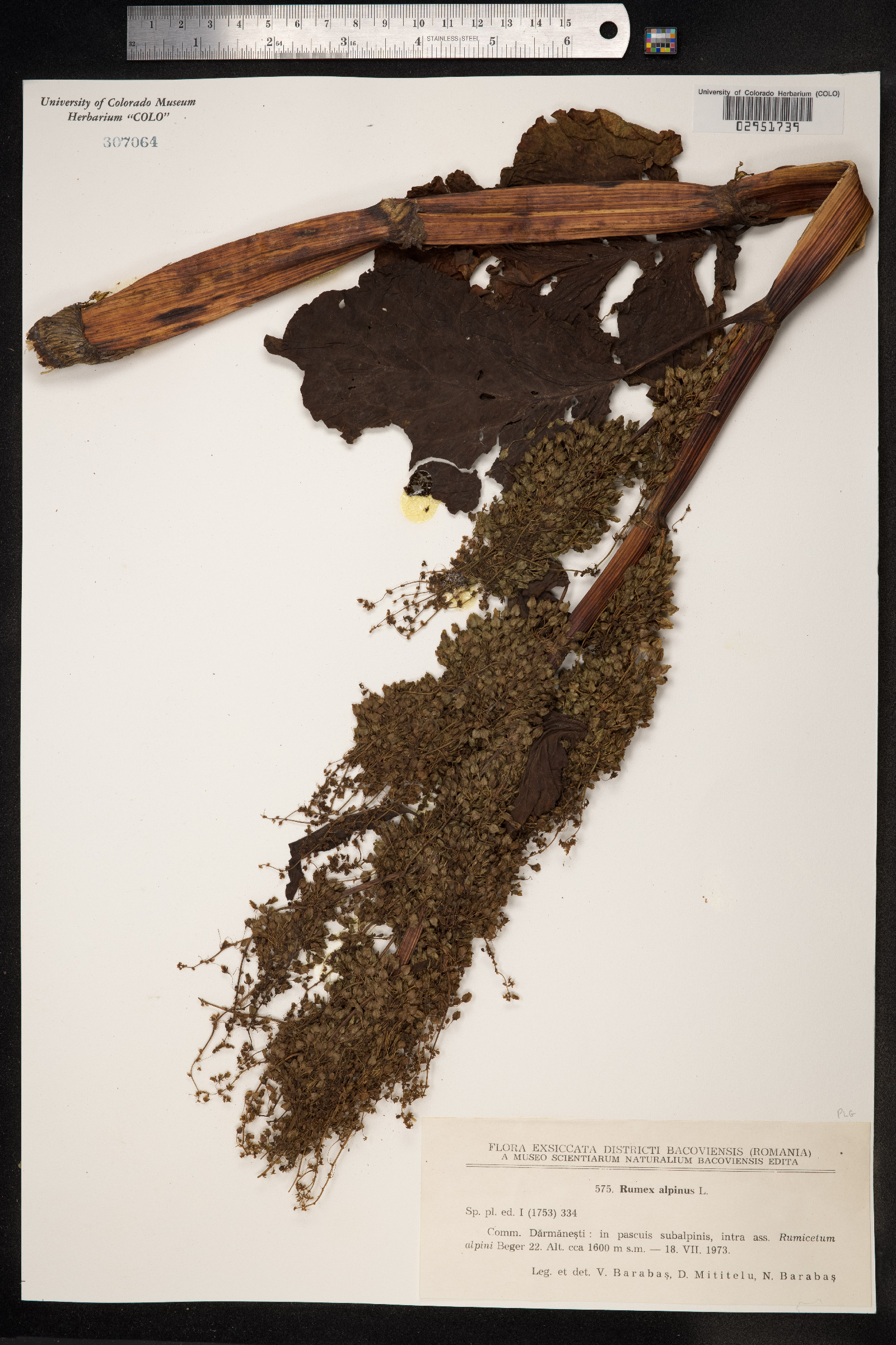 Rumex alpinus image