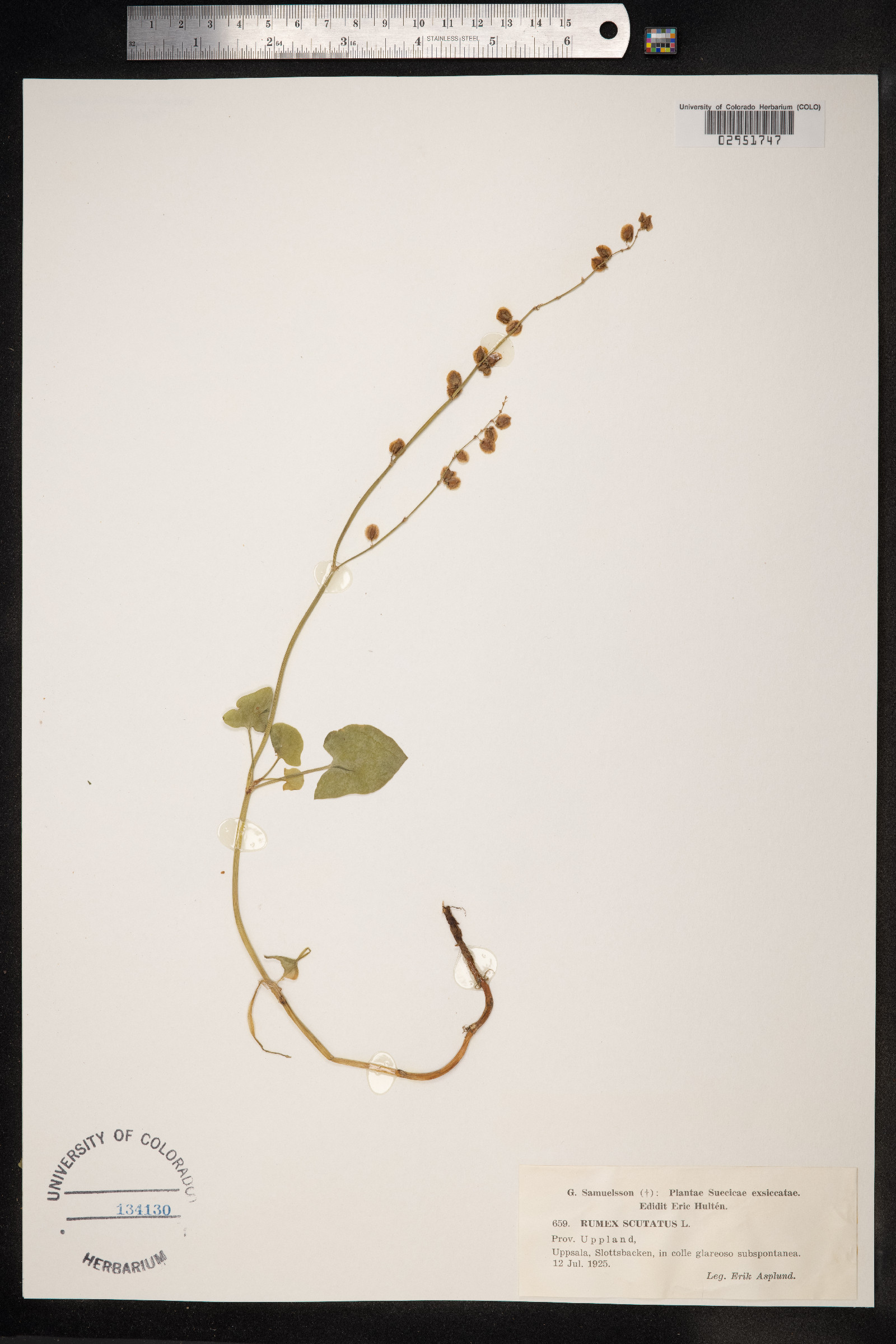 Rumex scutatus image