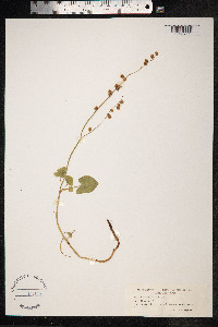 Rumex scutatus image