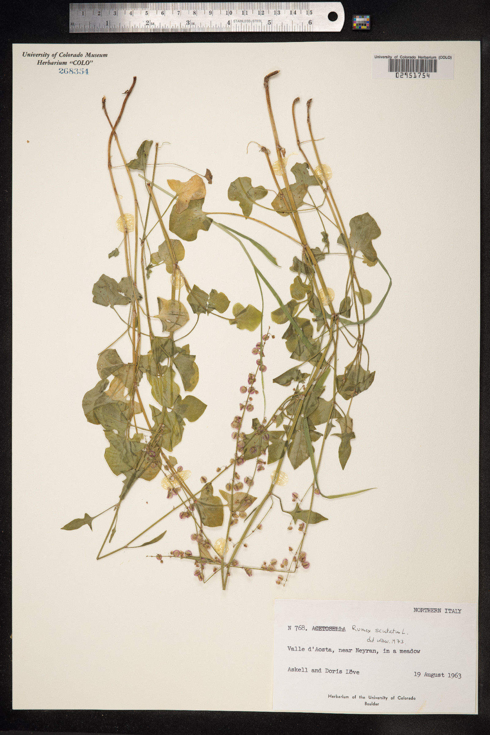 Rumex scutatus image