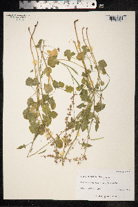 Rumex scutatus image