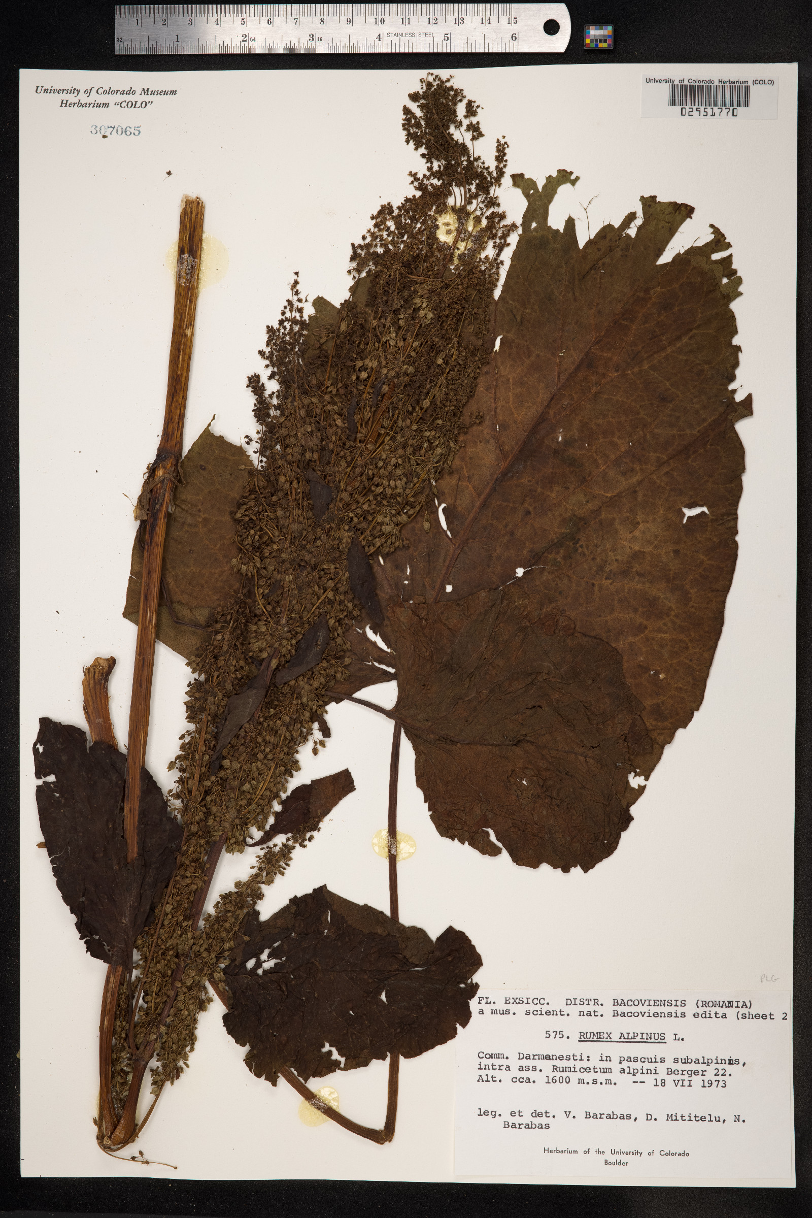 Rumex alpinus image