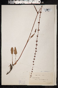 Image of Rumex brownii