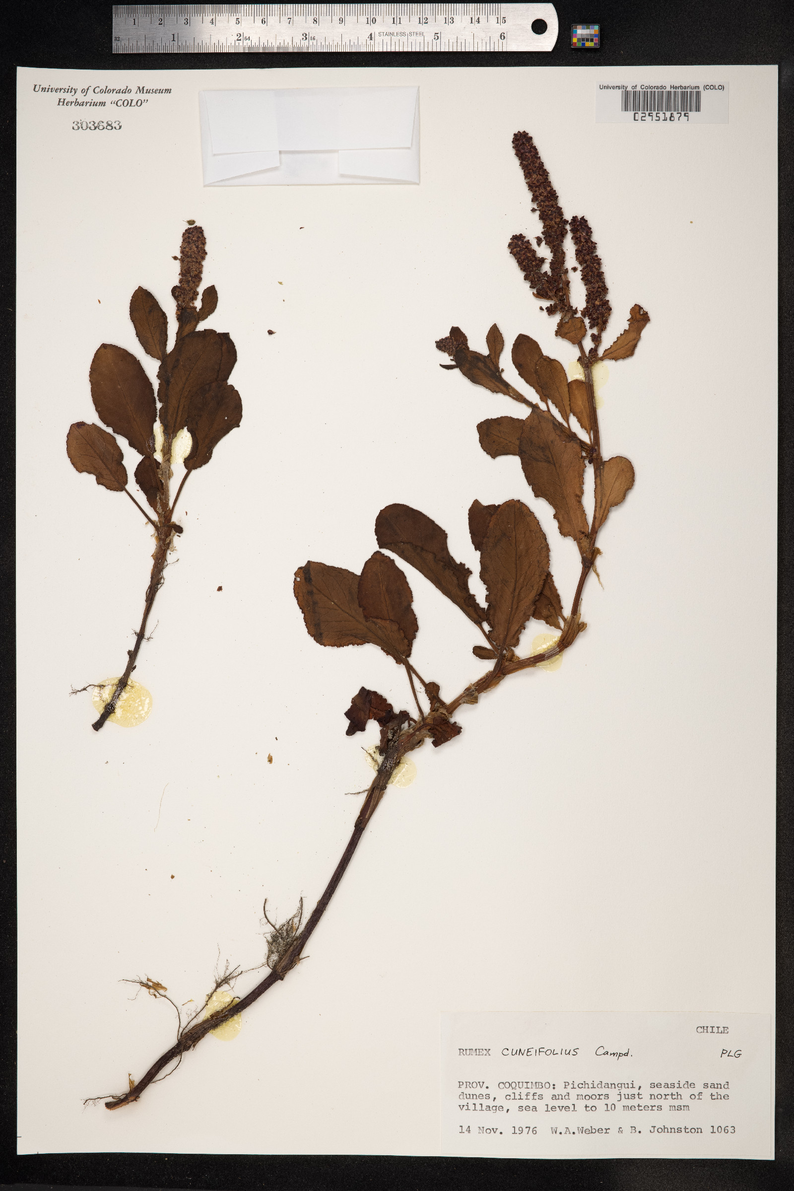 Rumex cuneifolius image