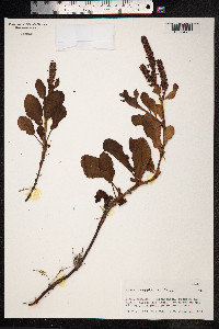 Image of Rumex cuneifolius
