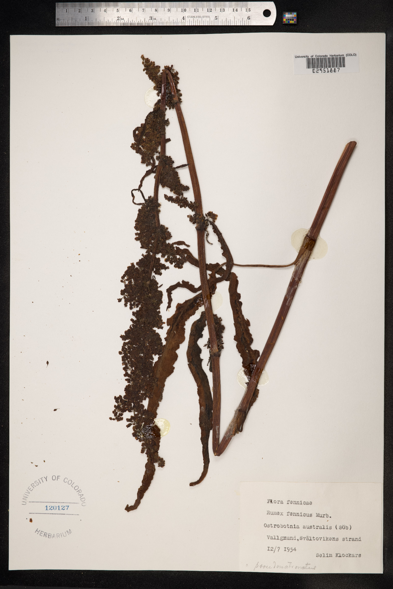 Rumex pseudonatronatus image