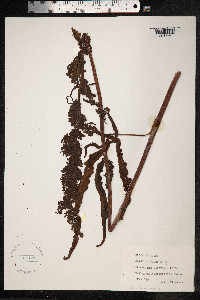 Rumex pseudonatronatus image