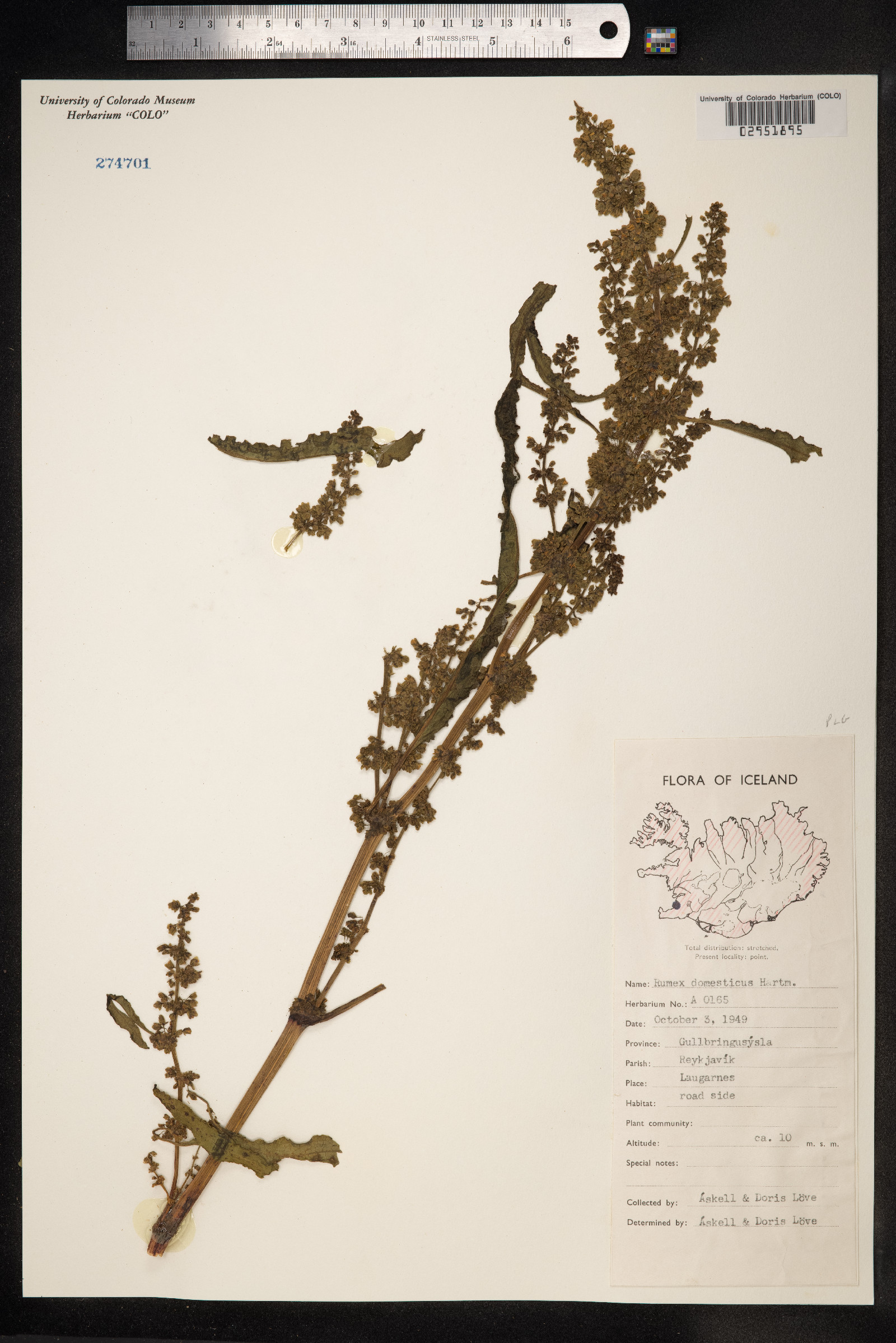 Rumex longifolius image