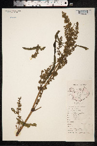 Rumex longifolius image