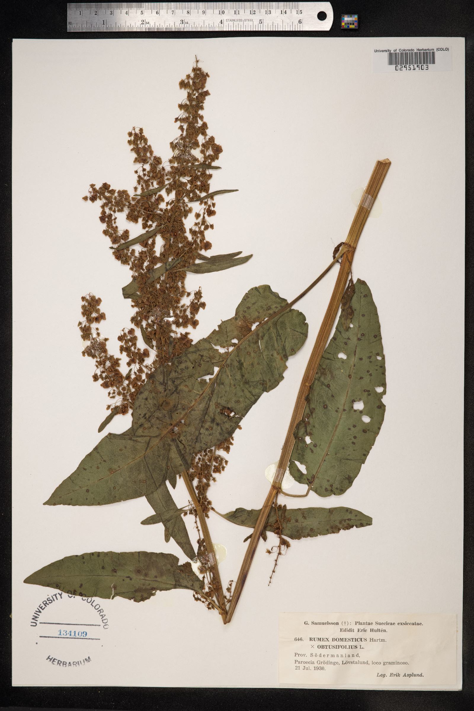 Rumex longifolius image