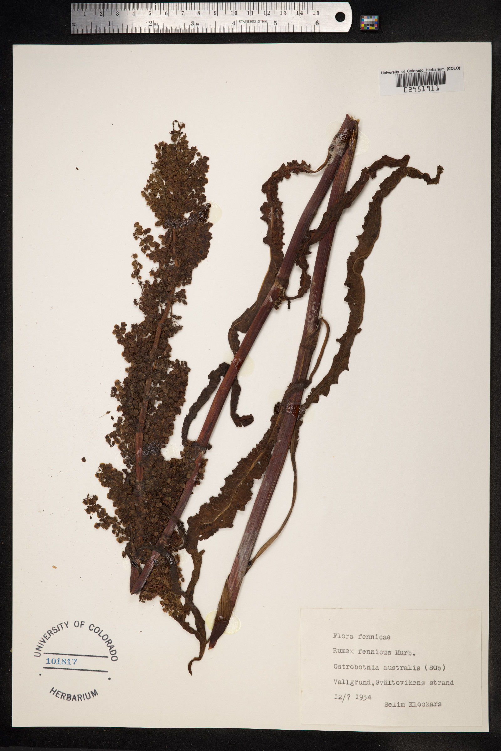 Rumex pseudonatronatus image