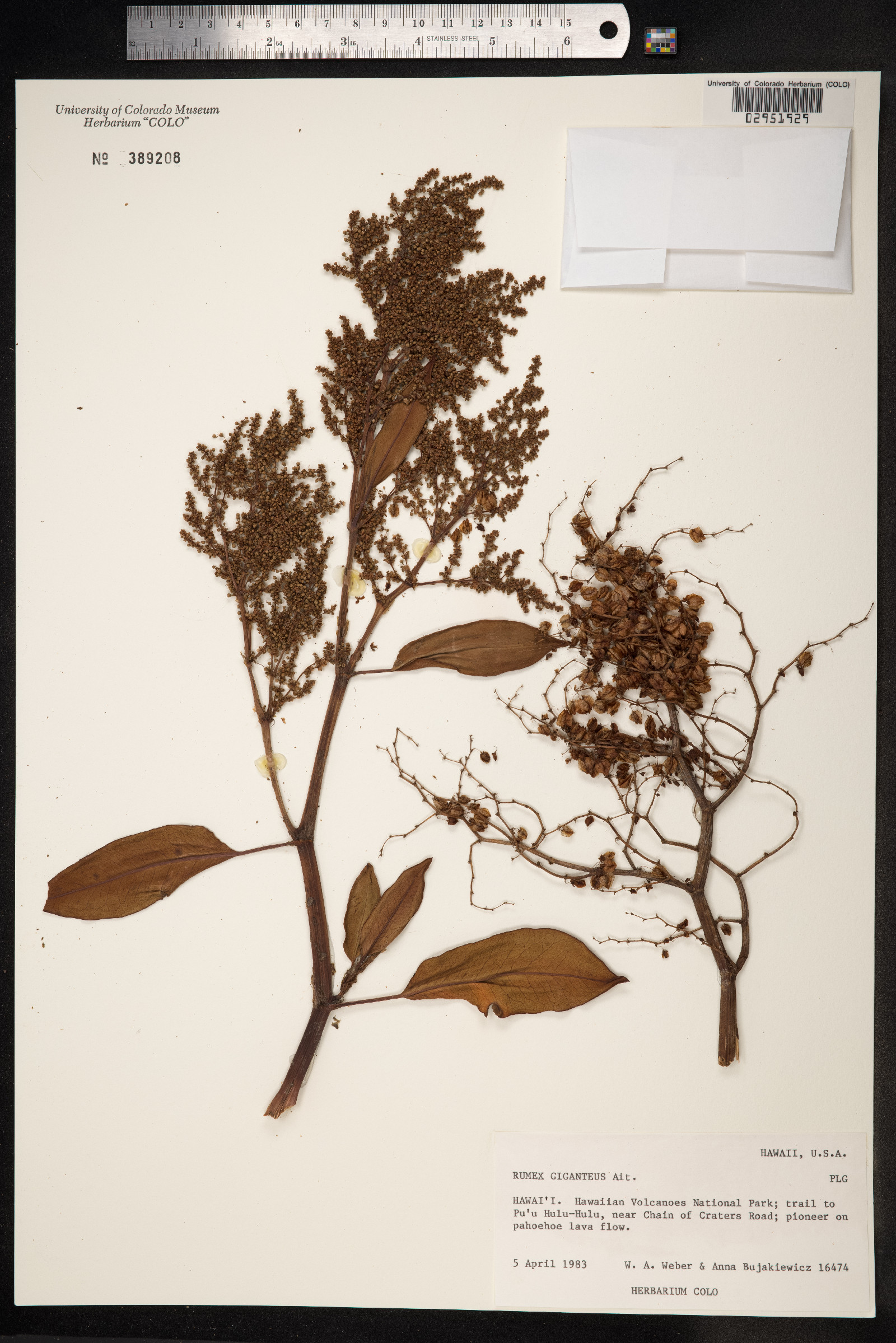Rumex giganteus image