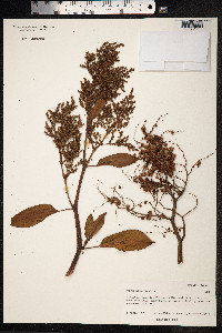 Image of Rumex giganteus